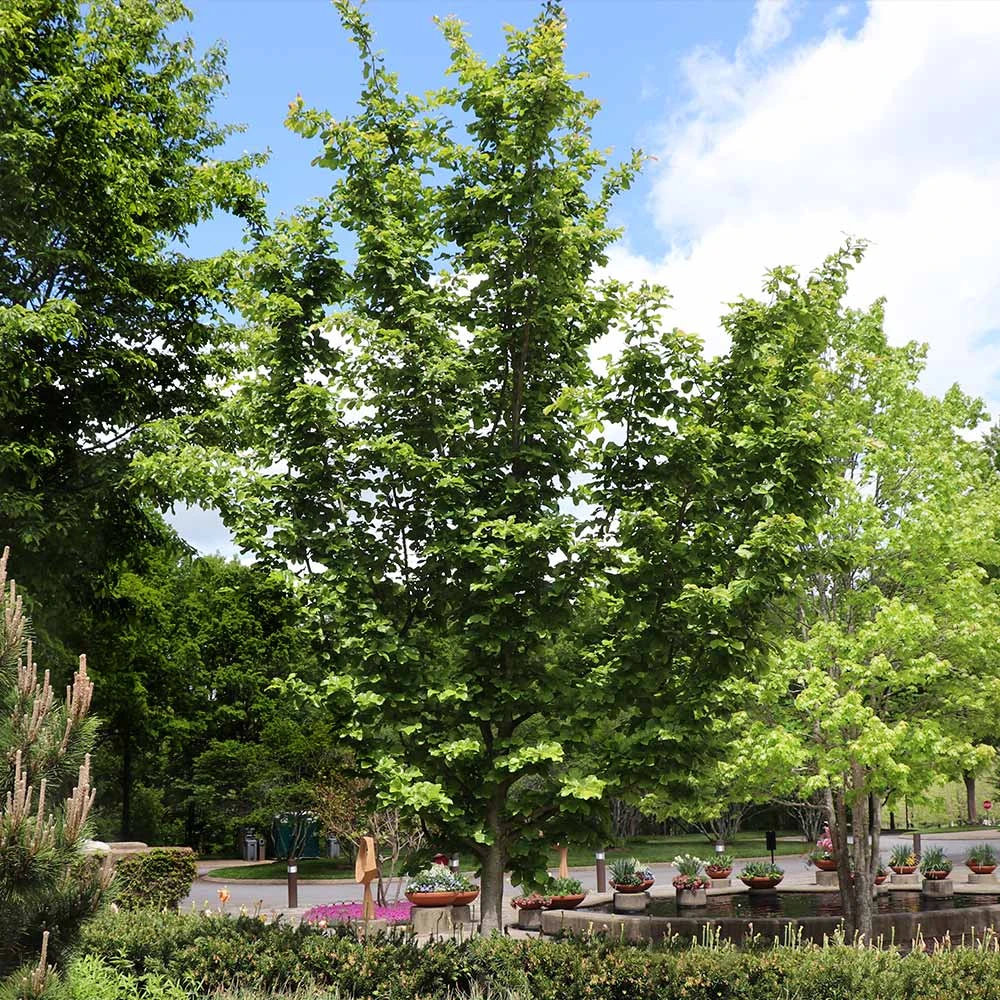 Jelena Witch Hazel Shrub 9 Jelena Witch Hazel Shrub - Image 7