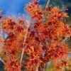 Jelena Witch Hazel Shrub -Nature Grove Shop Witch Hazel Jelena 600x600jpg