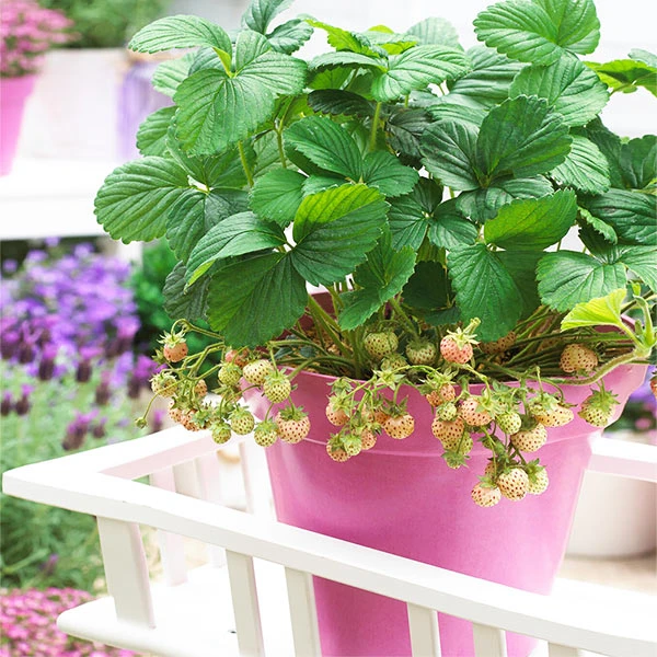 Pineberry 3 Pineberry