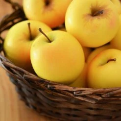 Golden Delicious Apple Tree -Nature Grove Shop Yellow Delicious Apples 4 FGT