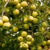 Golden Delicious Apple Tree 2 Golden Delicious Apple Tree -Nature Grove Shop Yellow Delicious Apples 600x600 485fb1ff 342f 4f7f 8bfa 656de79e199b