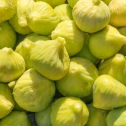 Yellow Fig Tree 10 Yellow Fig Tree -Nature Grove Shop Yellow Fig 1