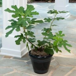 Yellow Fig Tree 9 Yellow Fig Tree -Nature Grove Shop Yellow Fig 4