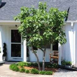 Yellow Fig Tree 11 Yellow Fig Tree -Nature Grove Shop Yellow Fig 5