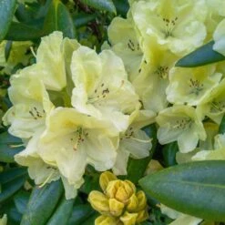 Yellow Rhododendron -Nature Grove Shop Yellow Rhododendron 2 FGT