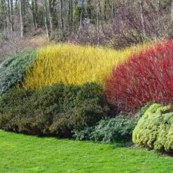 Yellow Twig Dogwood Shrub -Nature Grove Shop Yellow Twig Dogwood 1