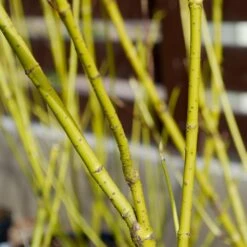 Yellow Twig Dogwood Shrub -Nature Grove Shop Yellow Twig Dogwood 4 FGT
