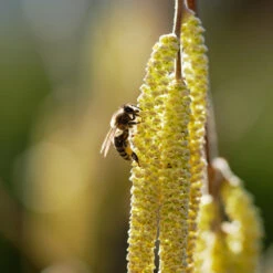 York Filbert Hazelnut -Nature Grove Shop York Hazelnut 2