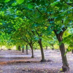 York Filbert Hazelnut -Nature Grove Shop York Hazelnut 4