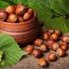 York Filbert Hazelnut -Nature Grove Shop York Hazelnut FGT 600x600 b9e1279c ad94 49ba 8459 c4fb071e1a5d