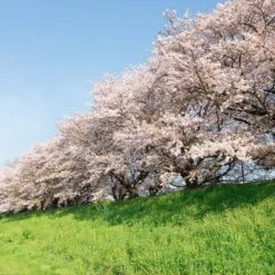 Yoshino Cherry Tree -Nature Grove Shop Yoshino Cherry 7 FGT