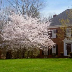 Yoshino Cherry Tree -Nature Grove Shop Yoshino Cherry 8 FGT