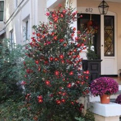 Yuletide Camellia -Nature Grove Shop Yuletide Camellia 4 BB