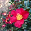 Yuletide Camellia -Nature Grove Shop Yuletide Camellia FGT 600x600 d8764a37 d843 46db 86b7 92ef75364cf1