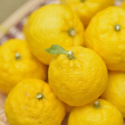 Yuzu Tree 10 Yuzu Tree -Nature Grove Shop Yuzu Citrus 1 FGT