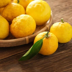 Yuzu Tree 9 Yuzu Tree -Nature Grove Shop Yuzu Citrus 3 FGT
