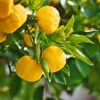 Yuzu Tree -Nature Grove Shop Yuzu Citrus FGT 600x600 f4fe55aa 8325 4d58 8b4b 8490fdfe6633