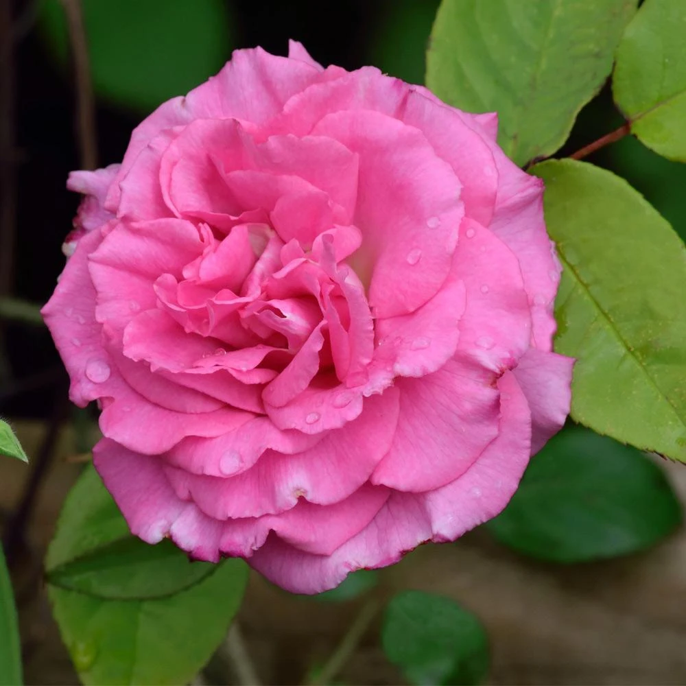 Zephirine Drouhin Climbing Rose 5 Zephirine Drouhin Climbing Rose - Image 3