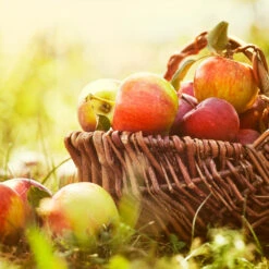 Zestar Apple Tree -Nature Grove Shop Zestar Apple 2