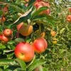 Zestar Apple Tree 1 Zestar Apple Tree -Nature Grove Shop Zestar Apple FGT 600x600 33124e32 4de1 4553 9173 3ff4b1b2002f