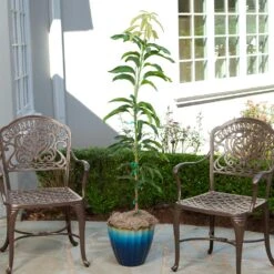 Condo Mango Tree -Nature Grove Shop condo mango 1