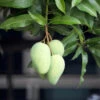 Condo Mango Tree -Nature Grove Shop condo mango 600x600 78f70aab f677 45c3 b32a 604c0ee8186d