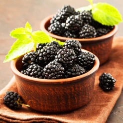 Kiowa Blackberry Bush -Nature Grove Shop kiowa blackberry 3