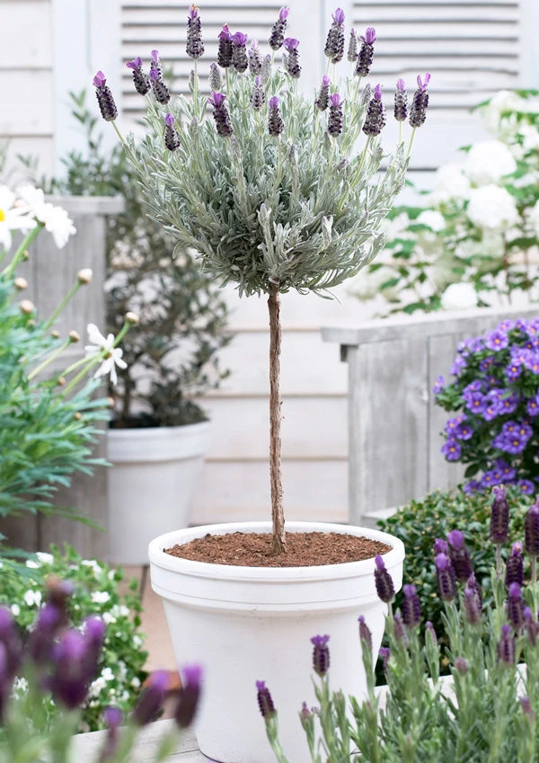 Lavender Standard Topiary Tree 7 Lavender Standard Topiary Tree - Image 5