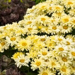 Amazing Daisies® ‘Banana Cream II’ Shasta Daisy -Nature Grove Shop leucanthemum amazing daisies banana cream