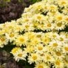 Amazing Daisies® ‘Banana Cream II’ Shasta Daisy -Nature Grove Shop leucanthemum amazing daisies banana cream 600x600 531c4232 61e9 4bcb 9c95 8a26da3c59e2