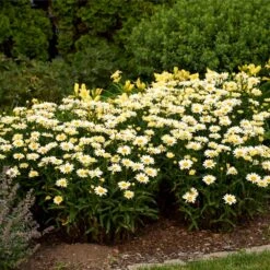 Amazing Daisies® ‘Banana Cream II’ Shasta Daisy -Nature Grove Shop leucanthemum amazing daisies banana cream ii 3