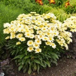 Amazing Daisies® ‘Banana Cream II’ Shasta Daisy -Nature Grove Shop leucanthemum amazing daisies banana cream ii gal