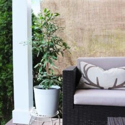 Miracle Berry Plant -Nature Grove Shop mIRACLE bERRY 4 FGT