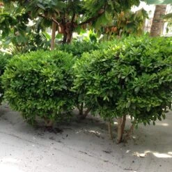 Miracle Berry Plant -Nature Grove Shop mIRACLE bERRY 6