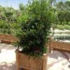 Miracle Berry Plant 1 Miracle Berry Plant -Nature Grove Shop mIRACLE bERRY FGT