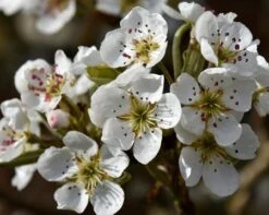 Olympic Giant Asian Pear Tree 9 Olympic Giant Asian Pear Tree -Nature Grove Shop olympic pear 450 1