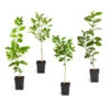 Citrus Tree Variety Kit -Nature Grove Shop pkg 1 Mey Persian Lime Calomon Navel 1 2 1QT 600x600 508a9d8f 9614 4768 bd25 466123650312