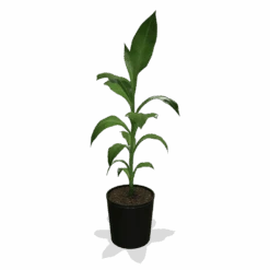 Cold Hardy Banana Tree -Nature Grove Shop products 0759c65d 800b 498b b0a2 d9fb8d8c790e