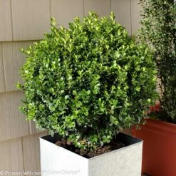 Sprinter® Boxwood Shrub 9 Sprinter® Boxwood Shrub -Nature Grove Shop sprinter boxwood 2 FGT
