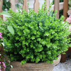 Sprinter® Boxwood Shrub 10 Sprinter® Boxwood Shrub -Nature Grove Shop sprinter boxwood 3