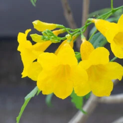 Sundance Tecoma 8 Sundance Tecoma -Nature Grove Shop tECOMA sTANS sUNDANCE 3