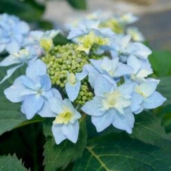 Tuff Stuff Ah-Ha® Hydrangea Shrub -Nature Grove Shop tuff stuff ah ha hydrangea 3