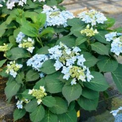 Tuff Stuff Ah-Ha® Hydrangea Shrub -Nature Grove Shop tuff stuff ah ha hydrangea 4