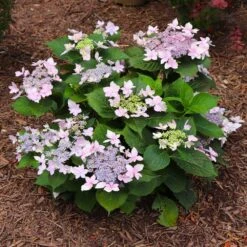 Tuff Stuff Ah-Ha® Hydrangea Shrub -Nature Grove Shop tuff stuff ah ha hydrangea 7 FGT