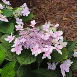 Tuff Stuff Ah-Ha® Hydrangea Shrub -Nature Grove Shop tuff stuff ah ha hydrangea 8