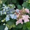 Tuff Stuff Ah-Ha® Hydrangea Shrub 1 Tuff Stuff Ah-Ha® Hydrangea Shrub -Nature Grove Shop tuff stuff ah ha hydrangea FGT 600x600 390b118f f30b 4b65 9713 c5642e03702f