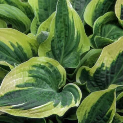 Wide Brim Hosta 8 Wide Brim Hosta -Nature Grove Shop wide brim hosta 1
