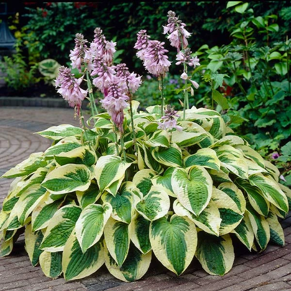 Wide Brim Hosta 3 Wide Brim Hosta
