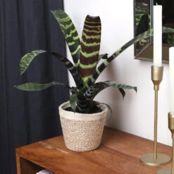 Zebra Plant In Decorative Pot 15 Zebra Plant In Decorative Pot -Nature Grove Shop zebra jute 4